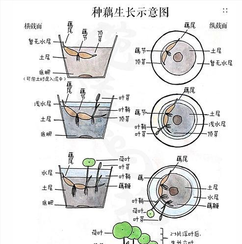 水培太阳神花的养护指南（打造美丽庭院的必备技巧）