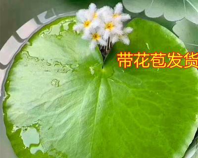 水培碗莲开花的方法与技巧（了解花朵特征）