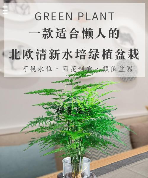 水培文竹的养护技巧（打造旺盛的文竹）