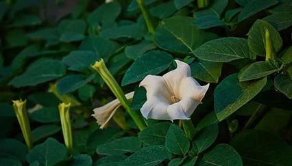 曼陀罗花的花语与介绍（揭示曼陀罗花的花语之美）