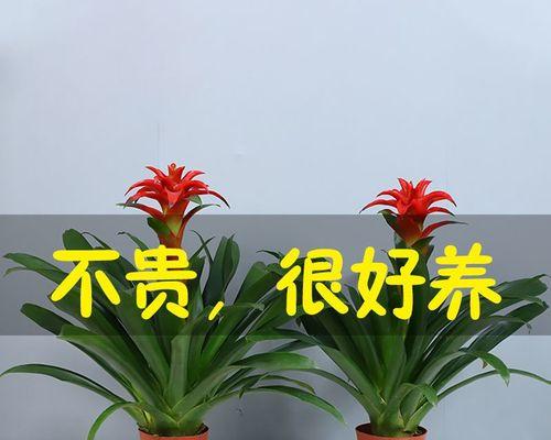 鸿运当头不开花怎么办（15种应对策略让你重新振作）