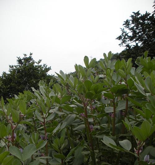 胡豆开花时间与季节详解（探究胡豆花期及生长特点）