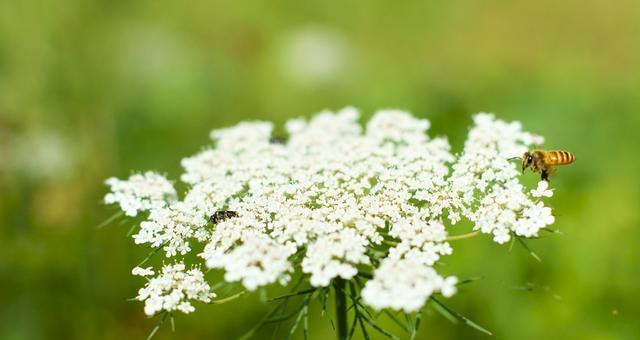 胡萝卜成熟季节详解（从春季到秋季）