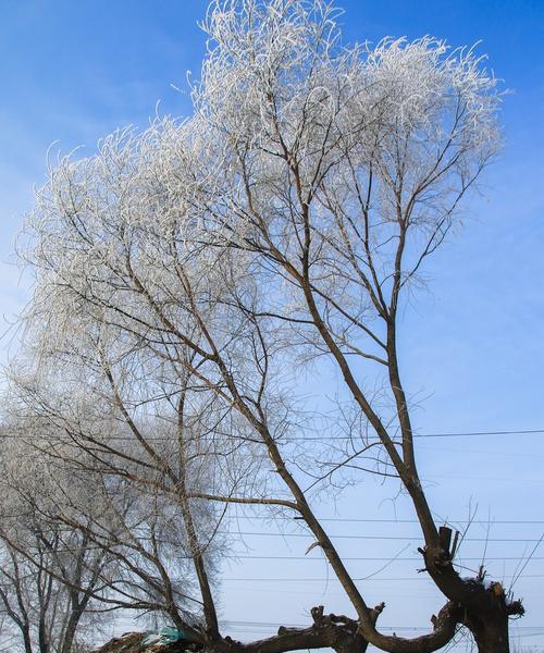 榆树冬季栽种是否可行（寒冬中植树成活的方法和技巧）