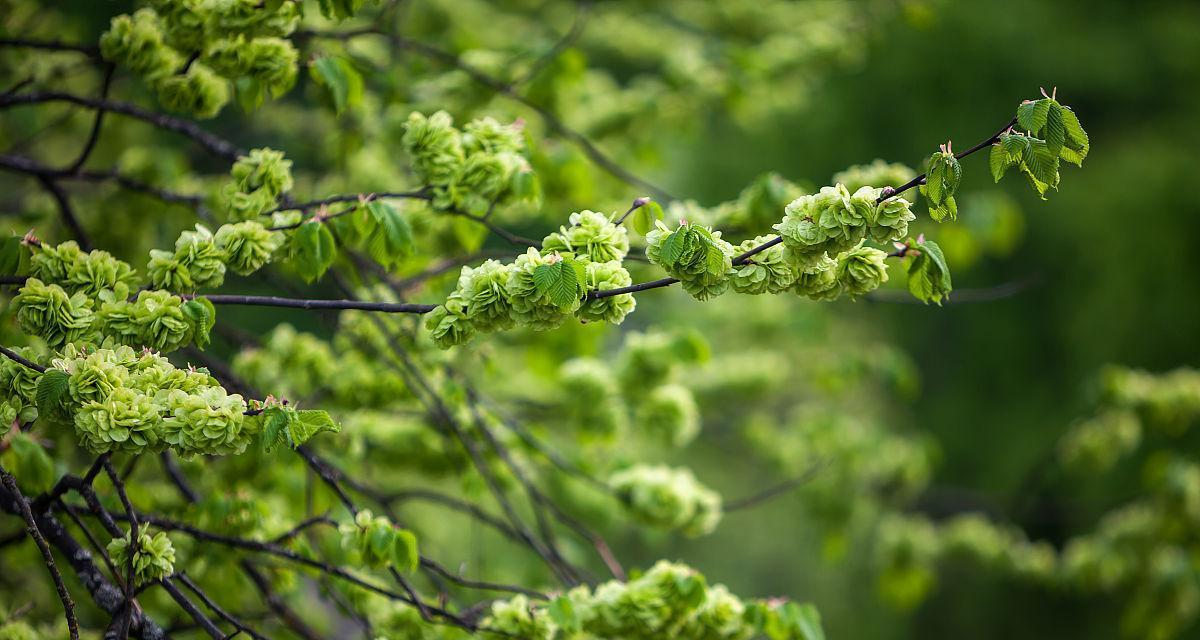 榆树开花的季节和特点（探究榆树的花期）