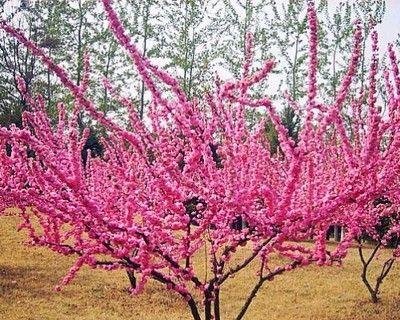 榆叶梅花期是什么时候（一年四季都能欣赏美丽的榆叶梅）