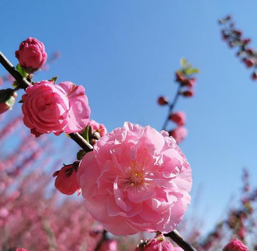 揭秘榆叶梅的开花规律（一年开几次花）