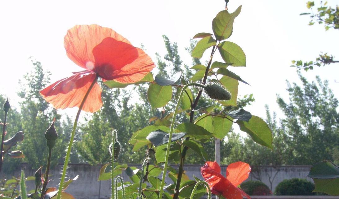 虞美人的种植与生长周期详解（如何在家中种植虞美人）