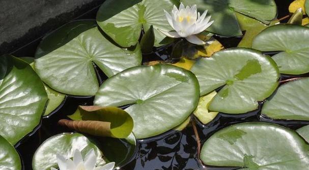 鱼池中适合种植的植物（打造美丽鱼池）