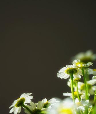 洋甘菊的花语与意义（探索洋甘菊的丰富内涵与象征意义）