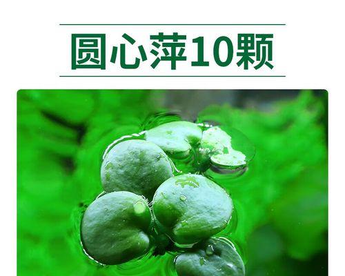 鱼池水可否用来浇菜（探究鱼池水的营养价值及使用方法）