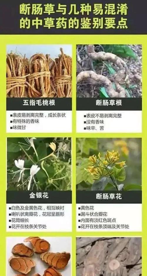 鱼翅瓜种植全攻略（几月份种植最合适）