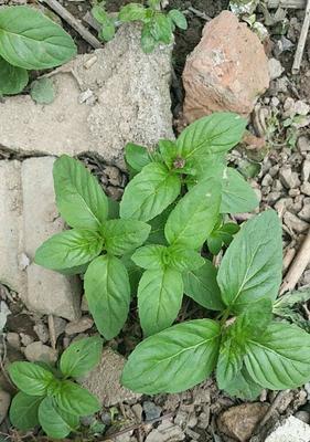 探秘鱼香的主要植物（从原料到烹饪）