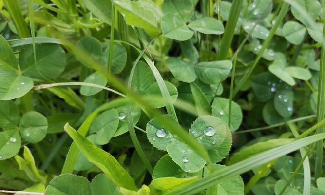 雨滴可以叶插吗（探讨雨滴叶插的可行性及注意事项）