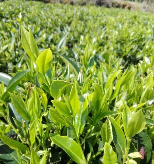 雨前茶上市时间及特点（一年一度的雨前茶季）