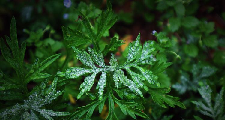 雨水的神奇力量——适合浇什么花（绿色环保、节约资源的好方法；雨水浇花）