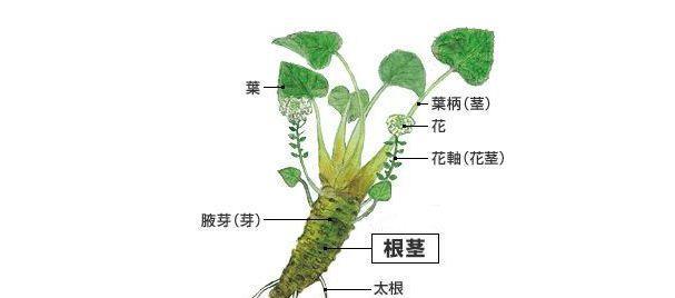 羽叶洋葵的土壤配比与种植技巧（打造适宜羽叶洋葵生长的土壤-羽叶洋葵种植的全攻略）