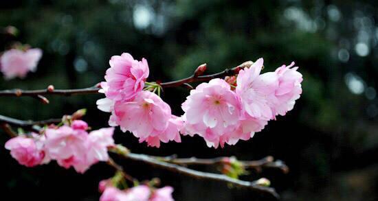 樱花的花语与寓意（探索樱花所代表的美丽与情感世界）