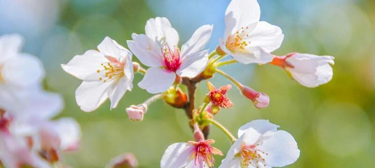 樱花花语（樱花）