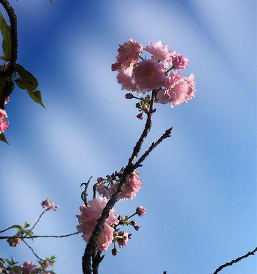 樱花花语的象征寓意（探究樱花的浪漫寓意与文化传承）