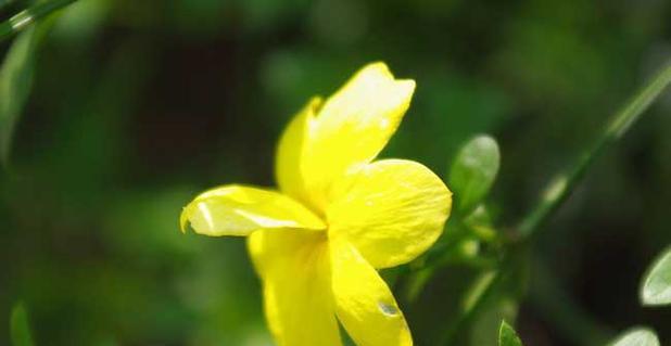 迎春花的花语和寓意（传递希望与幸福的寓意）