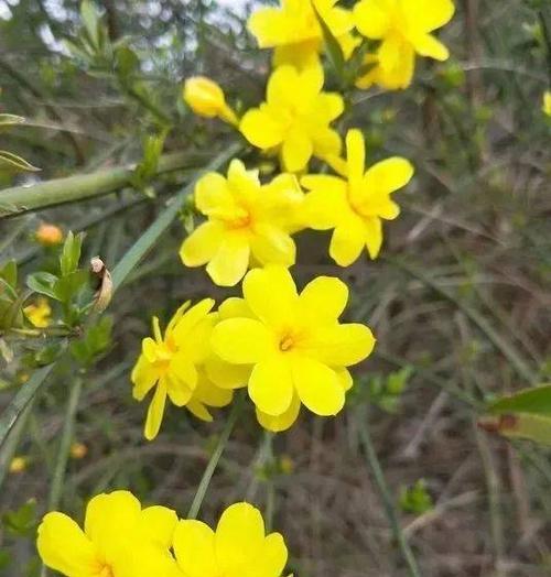 迎春花花语之美——春风吹起希望的花开（探索迎春花花语的深刻寓意）