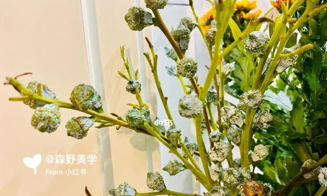 尤加利花语解读（尤加利花语的意义与象征）