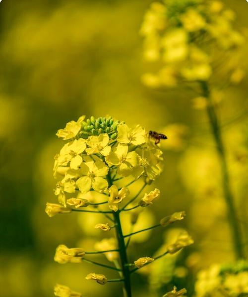 油菜花（盛开的油菜花给人带来的喜悦和美好）