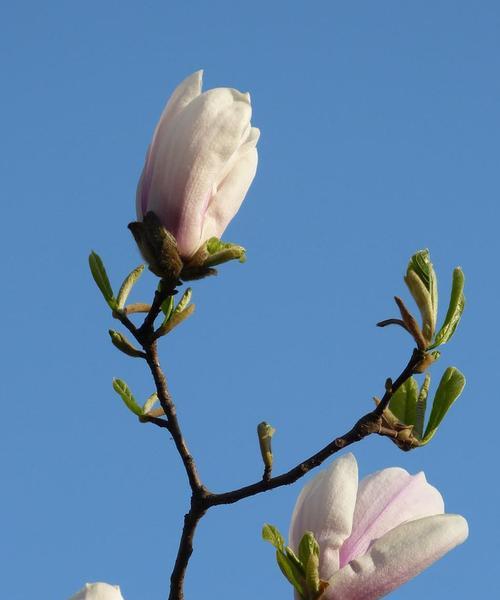 玉兰和木兰不是同一种花（揭秘玉兰和木兰的区别）