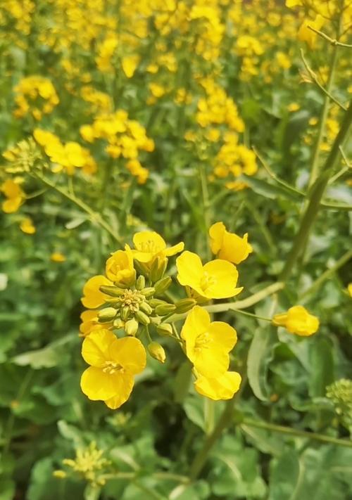 油菜花的花语——盛开的生命之美（油菜花的花语揭示的是什么）