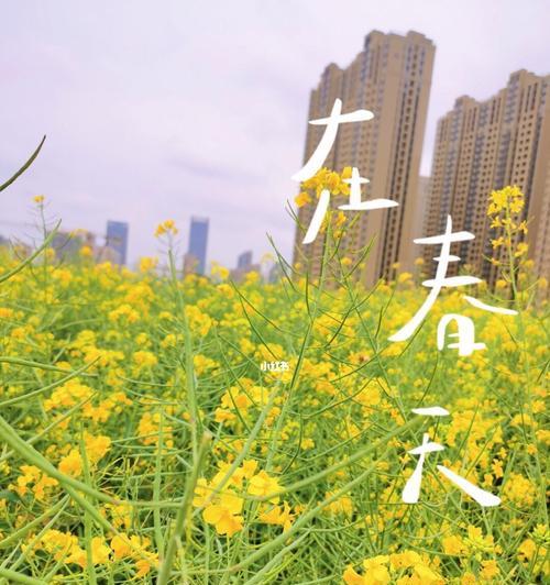 油菜花-大地上的金色风景（盛开如金）