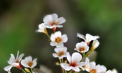 情窦初开，油桐花开（盛夏之约）