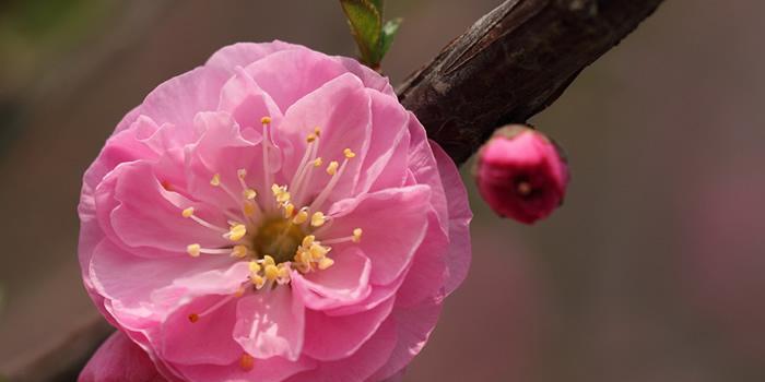 榆叶梅花语-传承千年的文化符号（探寻榆叶梅花的美丽与寓意）