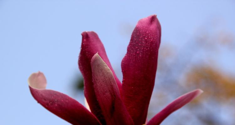 玉兰花（探究玉兰花的生长习性）