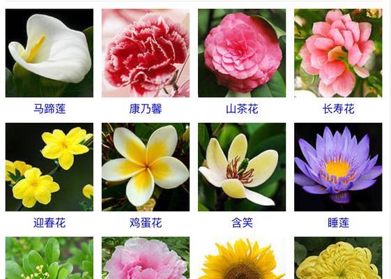 玉兰花开花次数及生长特点（了解玉兰花的开花周期与养护技巧）