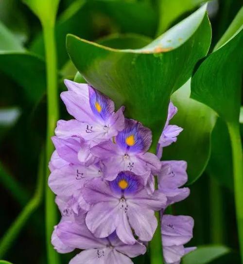 凤眼莲（探索凤眼莲的花语之美）