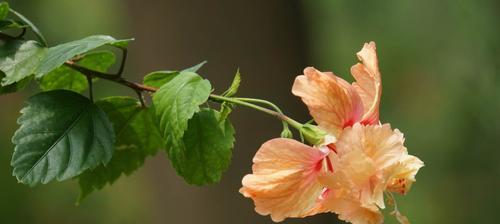 扶桑花的花语和含义（探寻扶桑花的美与意义）