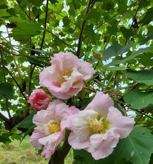 芙蓉花的花语及意义（探索芙蓉花的美丽与神秘）