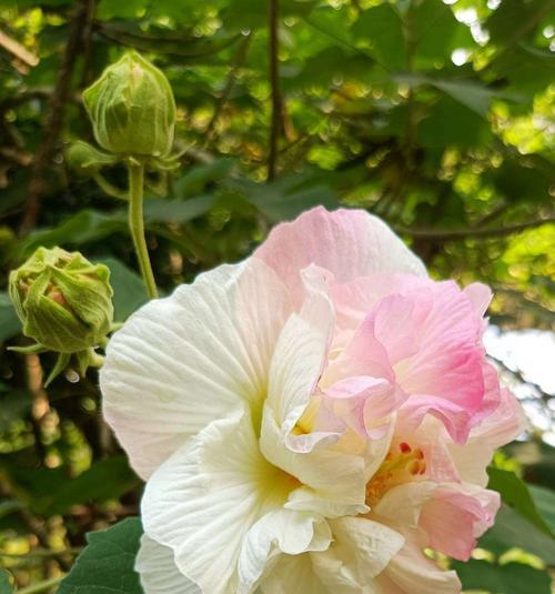 芙蓉花的花语和寓意（揭秘芙蓉花传递的情感和象征）