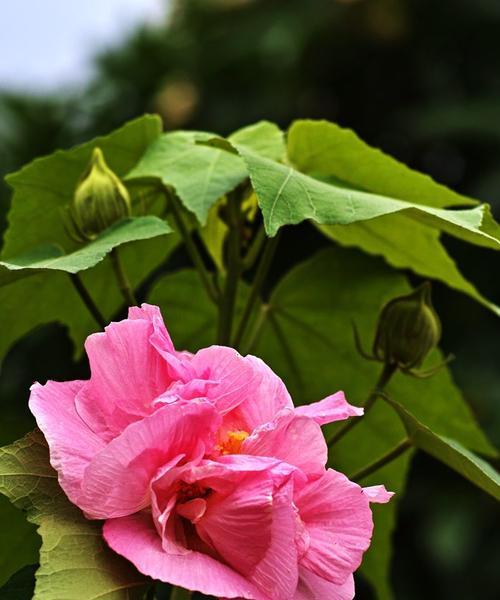 芙蓉花（揭示芙蓉花的神奇魅力与象征意义）