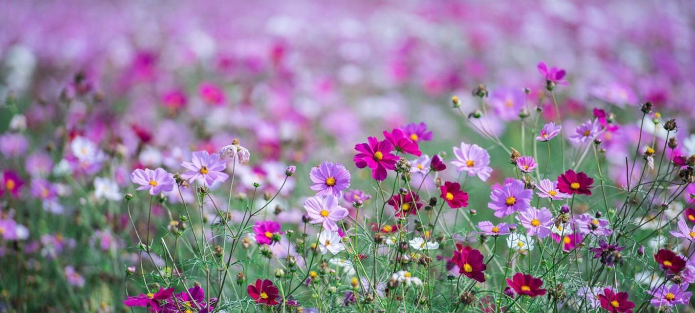 格桑花（揭示格桑花的花语和寓意）