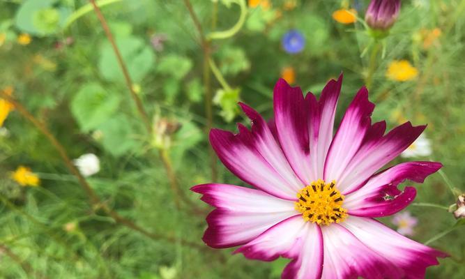 格桑花花语（格桑花的深刻内涵和美丽传说）