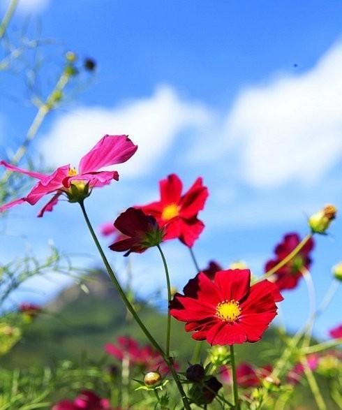 格桑花的花语与寓意（揭示格桑花的神秘之美）