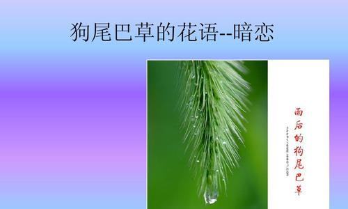 狗尾草花语（传递爱与忠诚的花语之语）