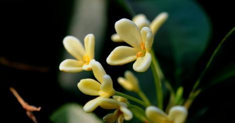 四季桂花的花语（传递馨香与希望的芬芳之语）