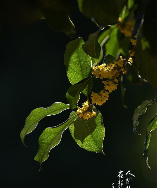 桂花花语-传递爱与美的芬芳（桂花花语的意义和魅力）