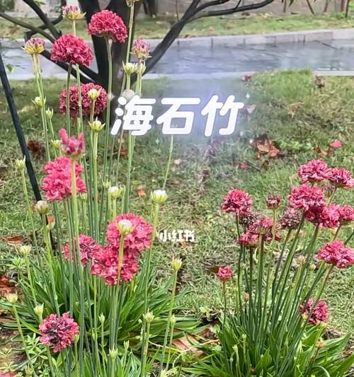 以海石竹的花语为主题的文章（探索海石竹的花语和美丽的寓意）