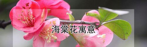 海棠花代表的花语与含义（探究海棠花的内涵及象征意义）