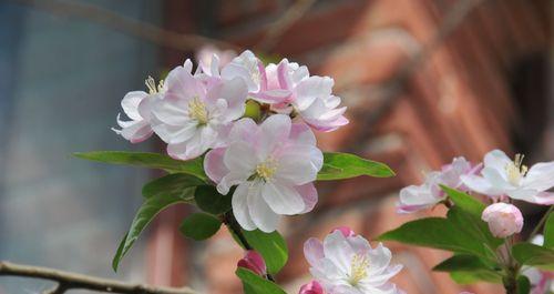 四季海棠花的花语——生命的坚韧与美丽（四季海棠花的花语让我们领略生命的真谛）