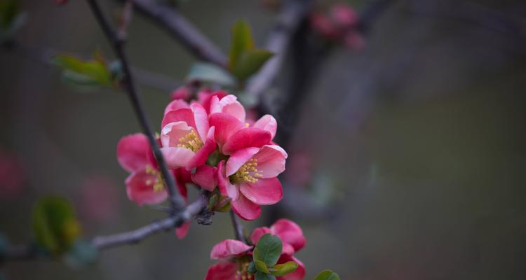 海棠花（传承千年的海棠花花语与神话传说）